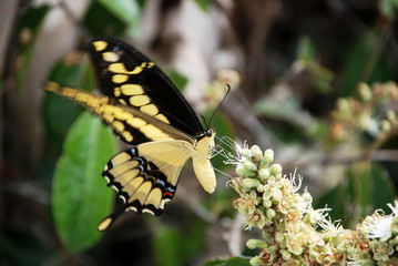 Thoas Swallowtail  photographed in Guarapari, Espirito Santo. Southeast of Brazil. Atlantic Forest Biome. Picture made in 2007.