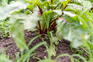 organic beets growing in the garden