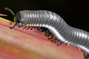 Millipede photographed in Guarapari, Espirito Santo. Southeast of Brazil. Atlantic Forest Biome....