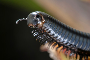 Millipede photographed in Guarapari, Espirito Santo. Southeast of Brazil. Atlantic Forest Biome. Picture made in 2007