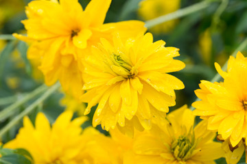 Rudbeckia laciniata yellow flowers