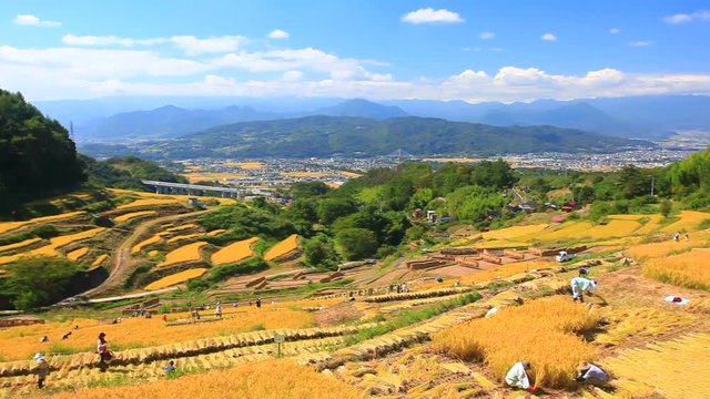 Farmers harvesting rice terraces,  Ueda,  Nagano Prefecture,  Japan