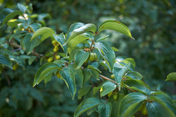 Cornus mas