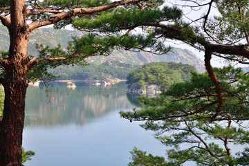 North Korean scenery. Red korean pine. Lake Samilpo