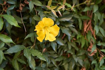 Dolichandra unguis-cati