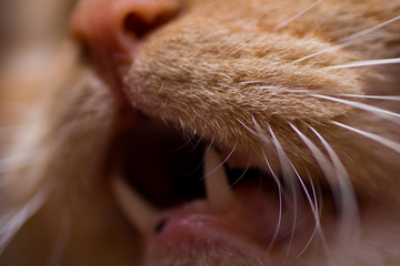 cat mouth with teeth, tongue and mustache.Â .