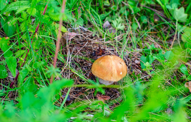 boletus grows in the grass in the forest