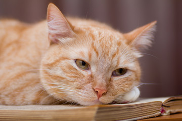 red  cute cat lies on a book on a table