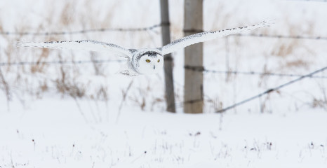 Snowy owl in rural Alberta