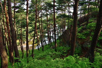 North Korean scenery. Red korean pine forest