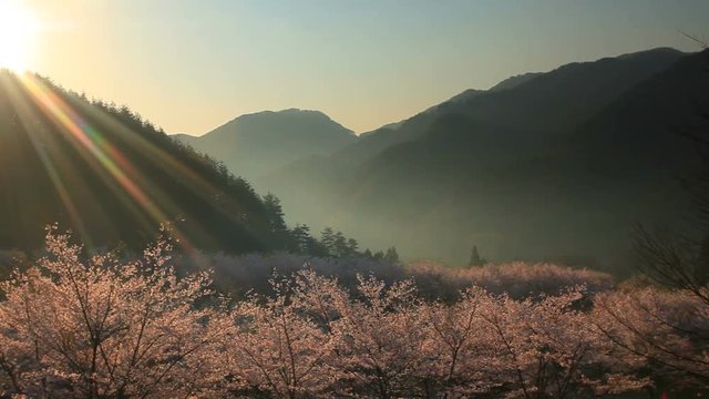 Mountains and cherry blossom trees,  Ueda&nbsp;City,  Nagano&nbsp;Prefecture