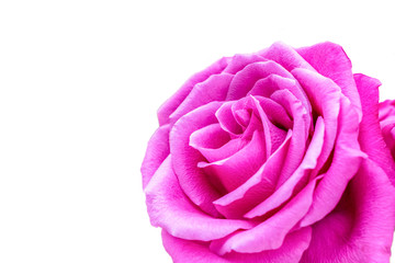 close up of purple or pink  rose isolated on white background. 