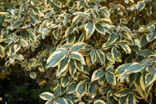 Elaeagnus pungens