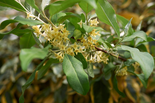 Elaeagnus Umbellata