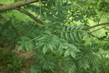 Fraxinus excelsior