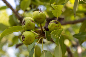 Wild Pear Branch With Small Unripe Green Fruits