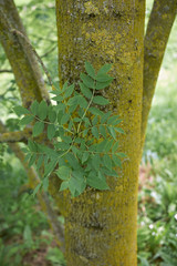 Fraxinus excelsior