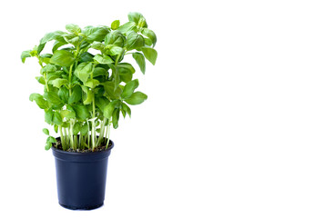 background of green basil Italian young plant growing in black pot isolated on white background. 
