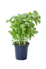 Fototapeta premium background of green basil Italian young plant growing in black pot isolated on white background. 