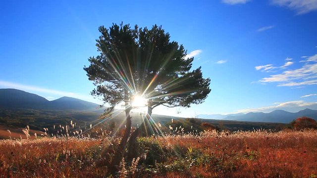 Sunrise through tree,  Ueda City,  Nagano Prefecture