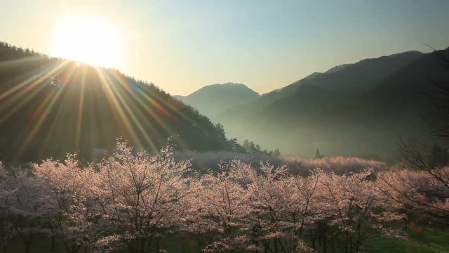 Mountains and cherry blossom trees,  Ueda&nbsp;City,  Nagano&nbsp;Prefecture