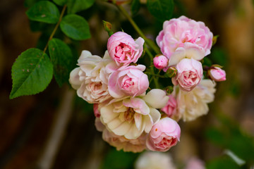 Fototapeta premium Blooming pink roses on branches in the garden, nobody
