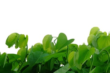 Tropical tree leaves with branches on white isolated background for green foliage backdrop 