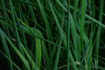 Close up messy field of wild grass leaves with dark background 