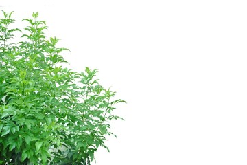 Tropical plant growing in a garden on white isolated background for green foliage backdrop 