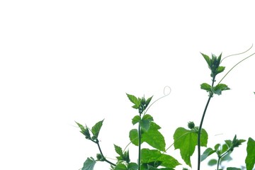 Ivy plant with leaves on white isolated background for green foliage backdrop 