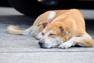 A brown white dog sleeping on a road ground floor with blurred a car wheel