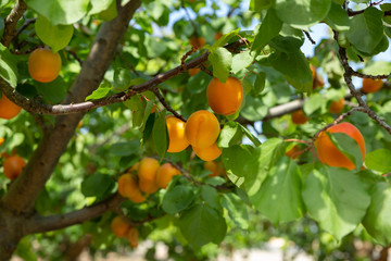 Apricots on trees at fruit plantation