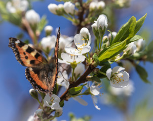 butterfly hive on cherry blossoms in spring afternoon