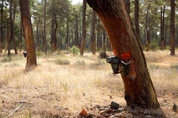 Image of extraction of resin in a pine forest at sunny day