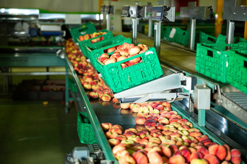 Fresh peaches on conveyor of  modern tech production sorting line