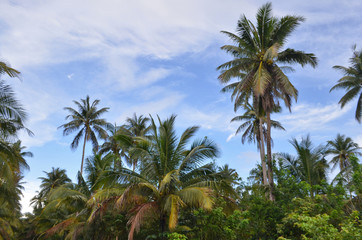 Tropical landscape: palm forest with coconut trees.