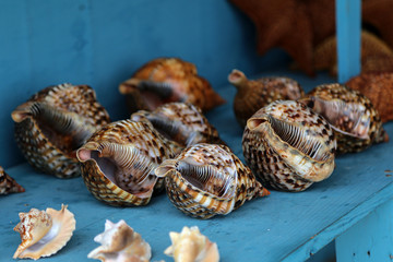 Beautiful sea shells lie on the table