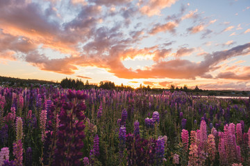 field of lupines during sunset lake tekapo