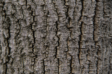 Tree bark. Old bark. (background, texture)