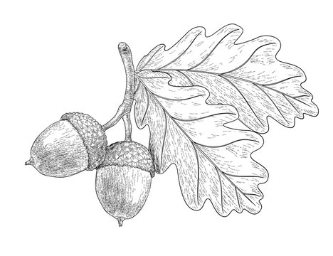 Drawn oak leaves and acorns. Sketch of autumn  plants. Graphics