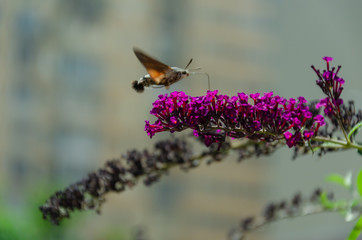 An hummingbird hawk-moth feeding nectar from Buddleia flower. Closeup of Macroglossum stellatarum