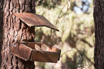 Sparrow taking flight with grains in its beak