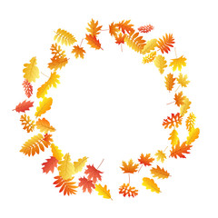 Oak, maple, wild ash rowan leaves vector, autumn foliage on white background.