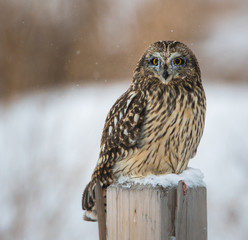Short eared owl in Canada
