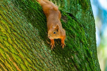 Red squirrel (Sciurus vulgaris) on a tree in the park
