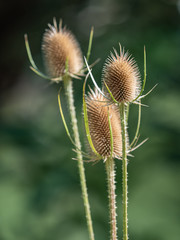 Obraz premium Disteln