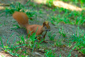 Naklejka na ściany i meble Red squirrel (Sciurus vulgaris) sitting on grass in the park