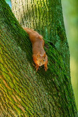 Red squirrel (Sciurus vulgaris) on a tree in the park