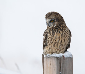 Short eared owl in Canada