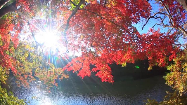 Fisheye of maples over lake in fall